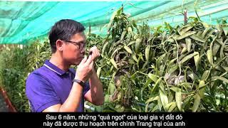Người Việt tiên phong trồng thành công Vanilla - Gia vị đắt thứ nhì thế giới