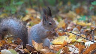 Белки. Осень. Зарисовка / Squirrels. Autumn. Sketch