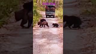 Sauraha Chitwan national park | Nepal wildlife tour | Nepal jungle safari | chitwan tour