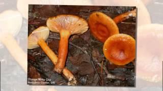 Lactarius luculentus - fungi kingdom