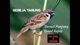 MASTERAN GEREJA TARUNG PLUS JEDA1