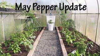 May Greenhouse Pepper Update