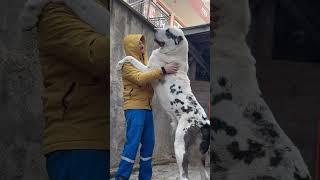 Big Alabai dog playing ~ Playful giant dig | White polar bear dog