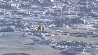 Суперхищники Полярный медведь