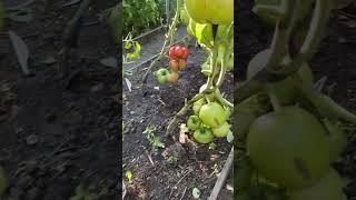 Наши малиновые ! Старинный сорт помидор от Филипповых.