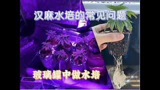 汉麻/大麻水培日记 ｜ 玻璃罐水培法的日常 ｜ 种植中遇到的三个问题