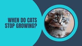 When do Cats Stop Growing ?