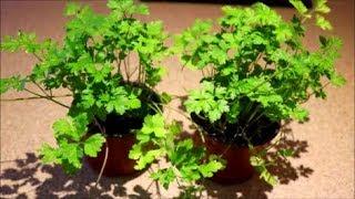 How to Grow Parsley in a Pot from Seed