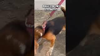 Beagle Result Proof Male Available For Stud service #trending #explore #beagle