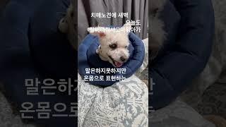 치매노견에 새벽#치매노견 #노견브이로그#비숑브이로그