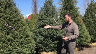 White Spruce - Fort Wayne Trees