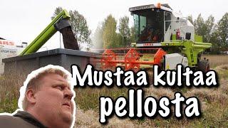 Mustaa kultaa pellosta