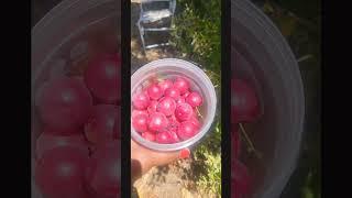 Cherry Plums  y'all ready for a wine making video? yesssss! ‍ #wineoclock