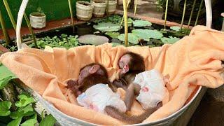 Two poor baby monkeys fell asleep because they were very tired, monkeypox is dangerous - monkey pox