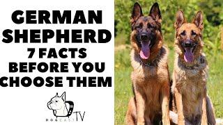 Before You Buy a Dog - GERMAN SHEPHERD - 7 Facts to Consider!  DogCastTV!