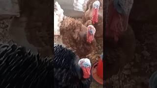 Gujalotes  #chicken #gallinos #gallinas #gallino