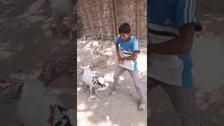 goat and man ka sadi hai #trending #shorts video #dance #PG Avinash Bhai 07