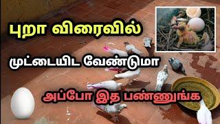 ️ How to pigeons lay egg what reason to pigeon not laying egg |Best Solution | Pr Pigeons