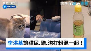 李洪基讓貓尿、醋、泡打粉臭味混在一起！_《我家的熊孩子》第447集_friDay影音韓綜線上看