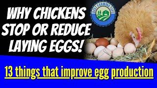 Why chickens stop or reduce laying eggs: 13 things that improve egg production