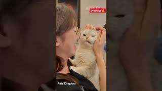 I love you ️ || Pets Kingdom ||#shorts #cat