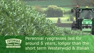 Ryegrass - Cotswold Seeds