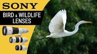 Best SONY Bird Photography Lenses for Wildlife Photos and Video