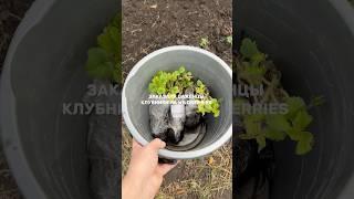 Саженцы клубники с WB Елизавета 230730939Чёрный принц 233455087Крапо 231380529