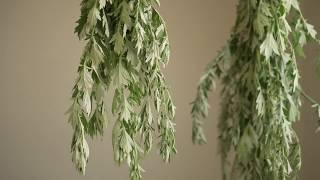 Mugwort - A Wild Edible, Medicinal, and Magical Herb