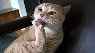 Cat Cleans His Toes