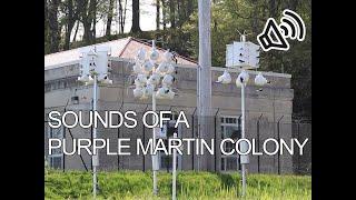 Sounds of a Purple Martin colony