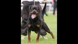 World's most expensive rottweilers who changed the rottweiler game forever