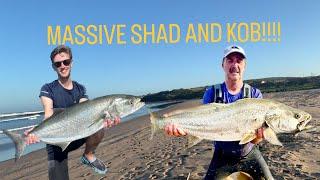 BIGGEST SHAD AND KOB I'VE CAUGHT?! TRANSKEI FISHING SOUTH AFRICA