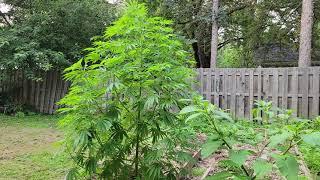 8 foot tall Wild self germanized cannabis found!