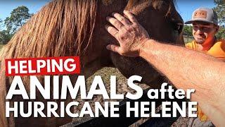 What Happens to HURRICANE Animals After the Storm?