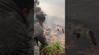 Пливи #fishing #fish #fishingvideo #carps #carpfishing #carplove