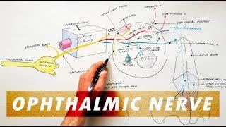 Trigeminal Nerve Anatomy - The Ophthalmic Nerve