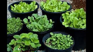 75 Vegetable Container Garden Ideas