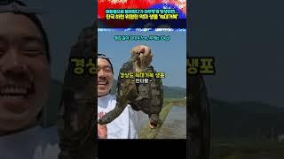 한국 하천을 위협한 '늑대거북' 결국...?