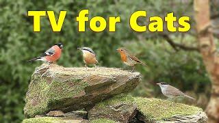 Birds for Cats to Watch ~ Cat TV Delight ⭐ 8 HOURS ⭐