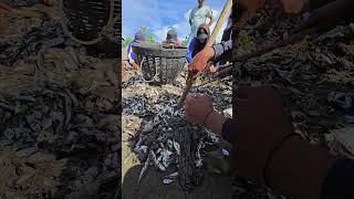 wow fishermen catch lots of baby sea catfish #fishing #pesca #fish
