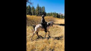 Spotted Saddle Horse for Sale - Asher -Gaited Horse Training