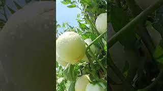 Tomato Shorts Vlogs #viral #shots #ytshort #viralshort #viralvideos #viralvlog #viralreels #vlog