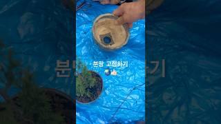 분망 고정하기10082 #한국유일_기무라마사히코_제자 #백석문화대학교_화훼플로리스트과 #파주이광수 #파주 #분재 #특수목 #worldtourbonsai️