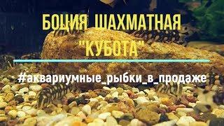 ШАХМАТНАЯ рыбка - Боция Кубота (Botia kubotai) | Боция шахматная в аквариуме