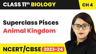 Superclass Pisces - Animal Kingdom | Class 11 Biology Chapter 4 | NCERT/CBSE