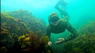 Come snorkeling with us amongst the amazing reefs at Thurlestone Rock Devon !