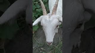 MOOOOOOOOOOOOOOOM #goat #homesteadgoats #adventuretime #goatsofyoutube #billygoat #alaythiahomestead