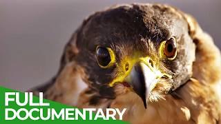 Paris - A Wildlife Story | Free Documentary Nature