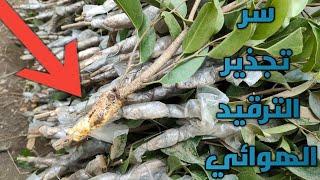 الشروط الواجب توافرها في نجاح الإكثار بالترقيد الهوائي.